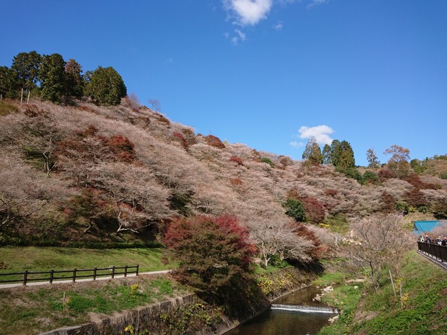 四季桜を見てきました。