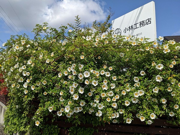 花が咲いてる工務店