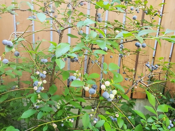 庭のブルーベリーは鳥と半分こ。