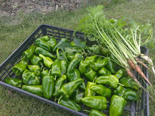 秋野菜から冬野菜に移行中