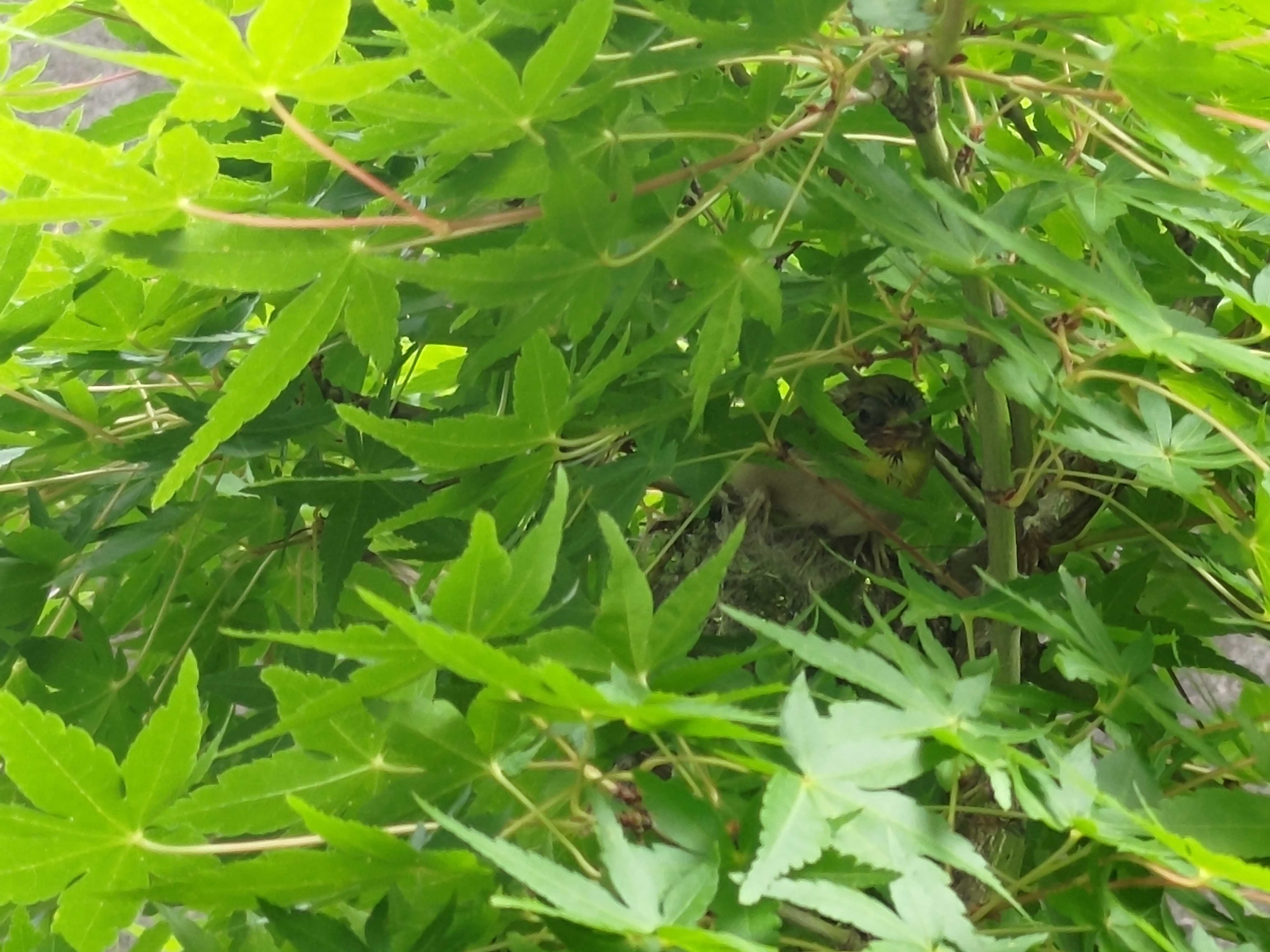 日進市　初夏の庭