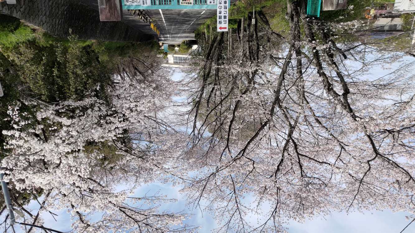 【日進市】桜開花状況