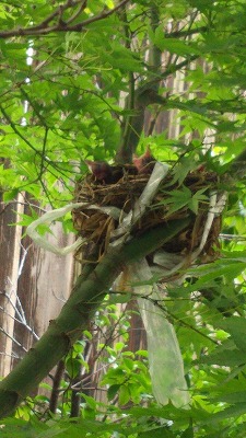 鳥の来る庭